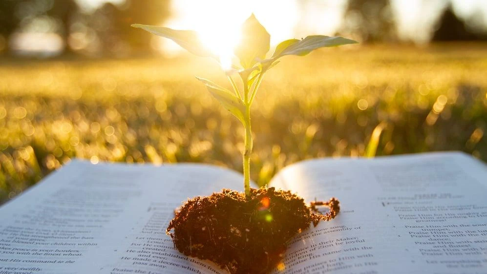 Green seedling growing beside a Bible in warm morning sunlight, symbolizing faith and new beginnings.